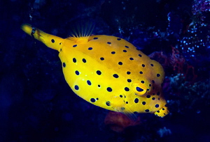 Yellow Boxfish/Photographed with a Canon 60 mm macro lens... by Laurie Slawson 